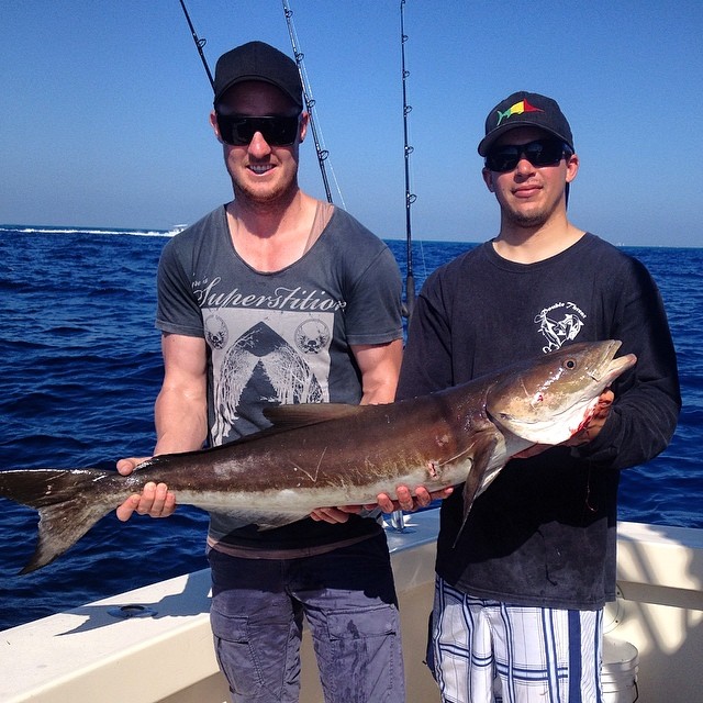 Cobia in Miami