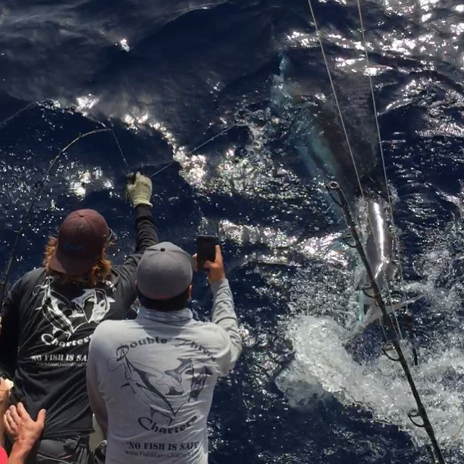 Blue Marlin off Miami