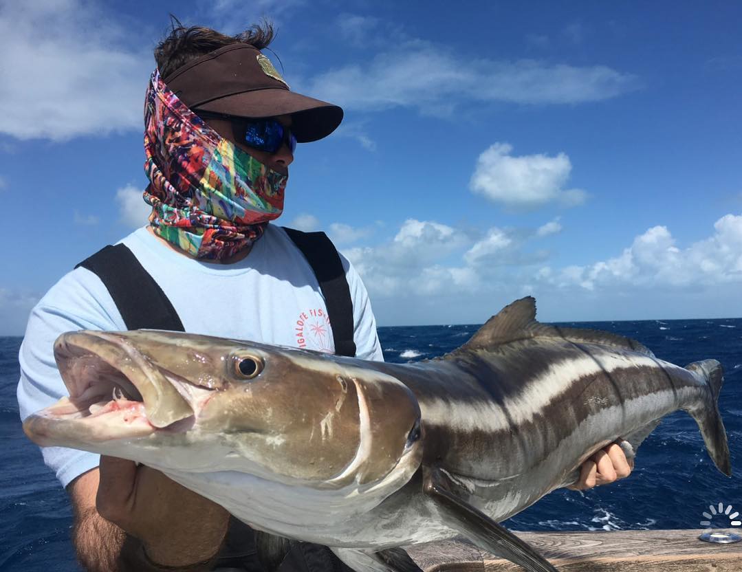 cobia