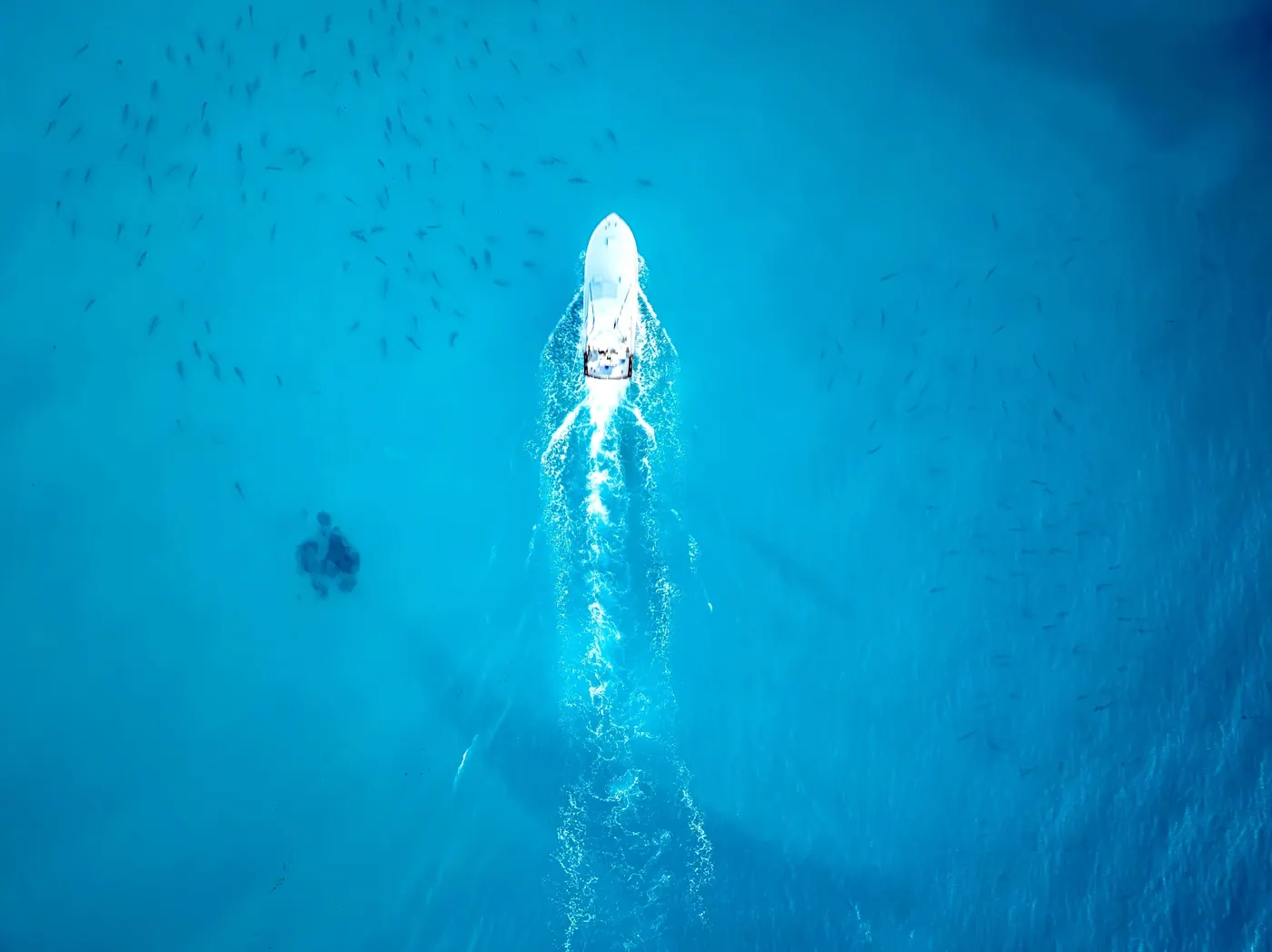 Aerial view of the Double Threat bay boat running over schooling fish in clear Miami water