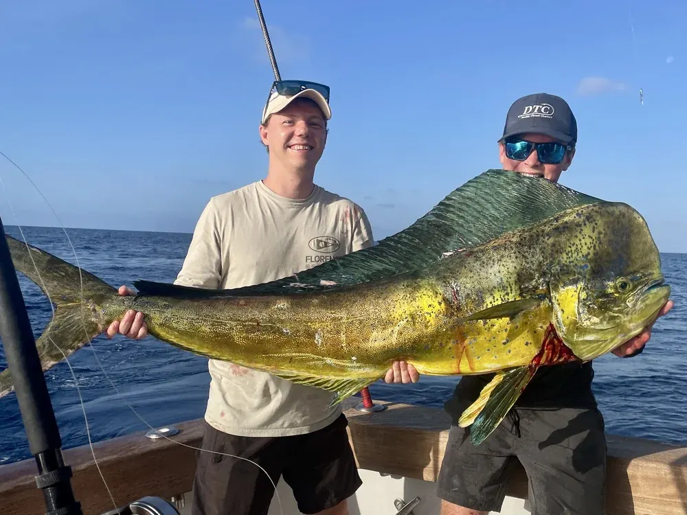 Dolphin Fish
