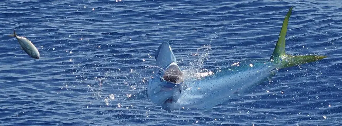 A dolphin fish going airborne on a bait off Miami