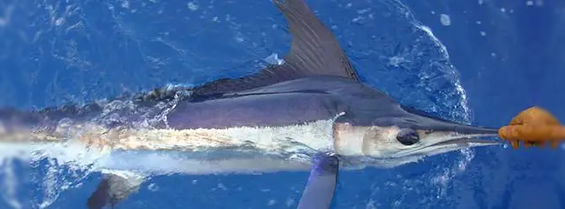 A white marlin on the leader boatside
