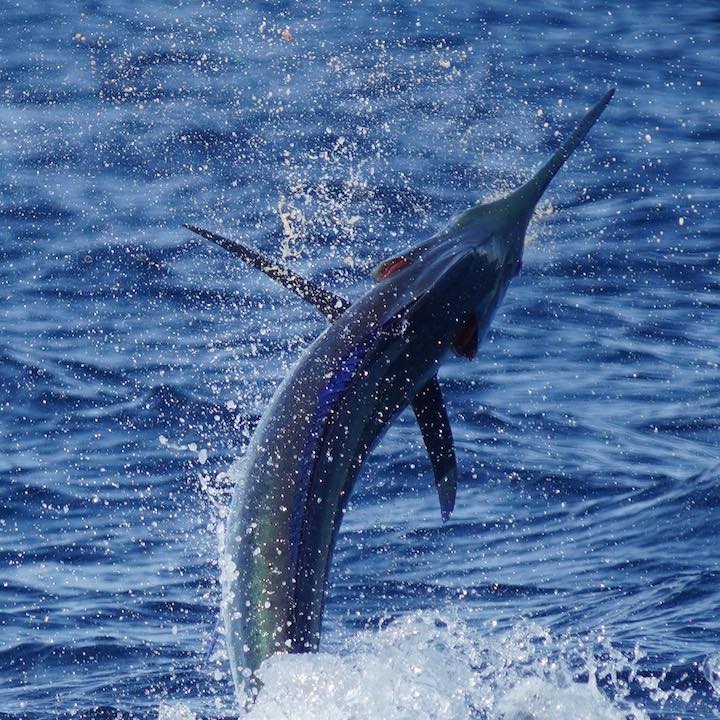Marlin Fishing Miami, Florida- Kite Fishing for Marlin