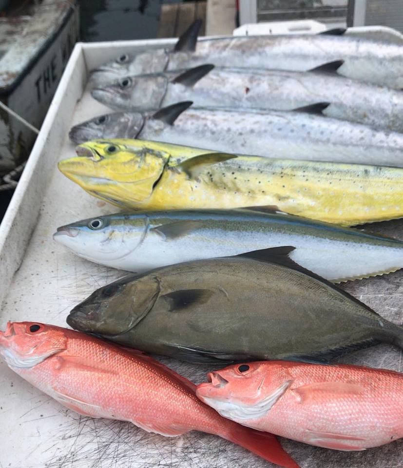 Variety of Fish off Miami