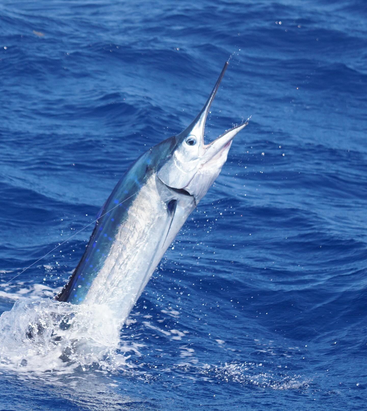 sailfish jumping off miami