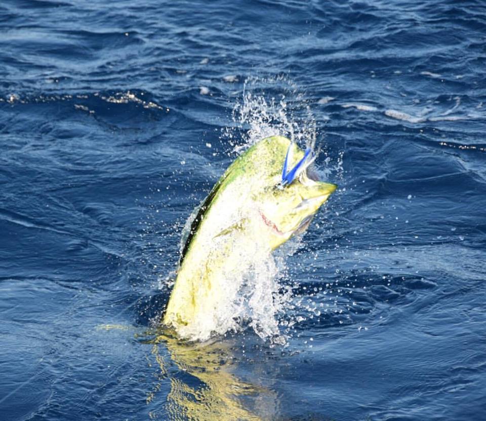 The Most Effective Offshore Fishing Lure Ever? How to Make the Perfect Sea  Witch 